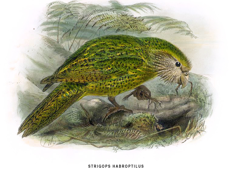 drawing of a kakapo